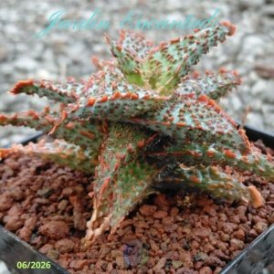 ALOE SERIE 1- 30