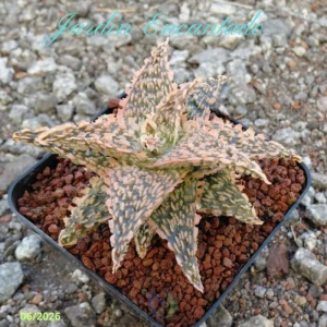 ALOE SERIE 1-31