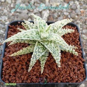 ALOE SERIE 1- 32
