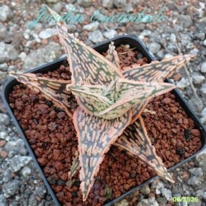 ALOE 85