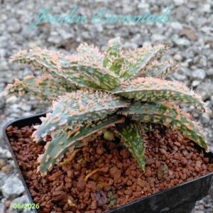 ALOE 72