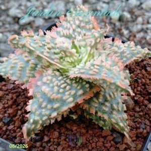 ALOE SERIE 1- 33