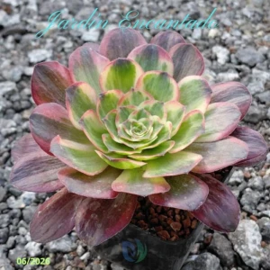 BLACK GOLD ROSE VAR