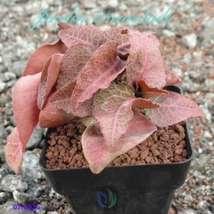FRANCOISII HYBRID - N82-