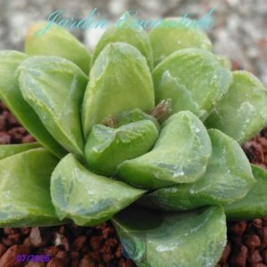 MIHO ( NO VARIEGADA)
