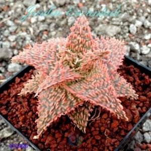 ALOE 196