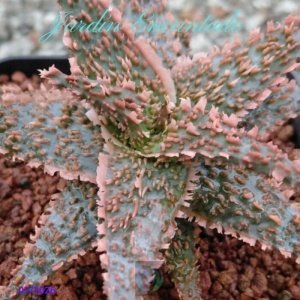 ALOE SERIE 1- 24