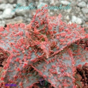 ALOE 60