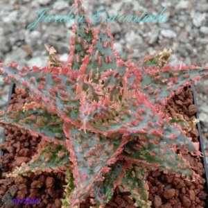 ALOE SERIE 2- 22