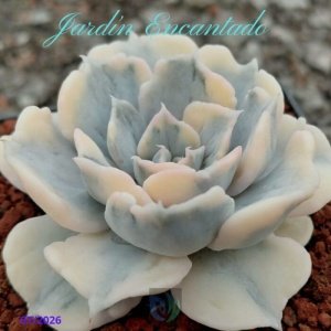 LILACINA MONSTRUOSA VARIEGADA