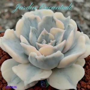 LILACINA MONSTRUOSA VARIEGADA