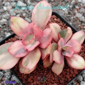 FLAMINGO VARIEGADA 2H
