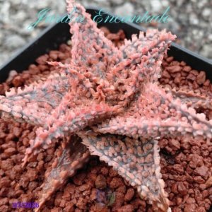 ALOE 46