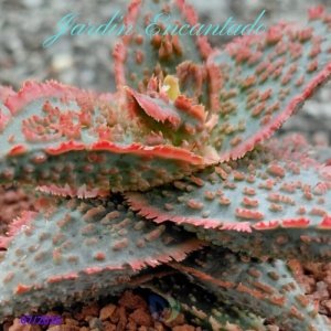 ALOE SERIE 1- 25