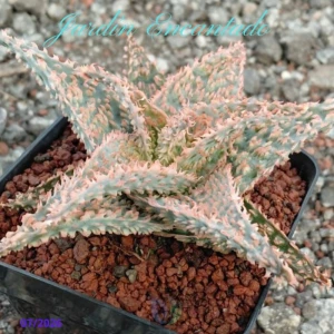 ALOE 149