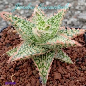 ALOE 91