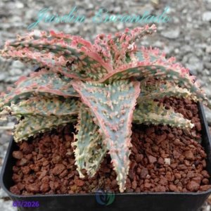 ALOE SERIE 1- 36
