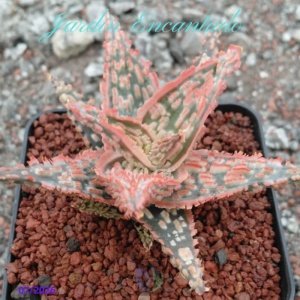 ALOE 173