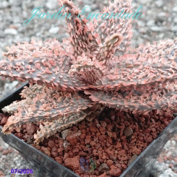 ALOE SERIE 2- 21