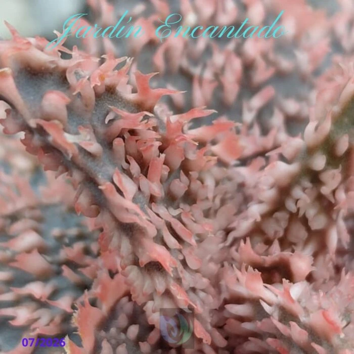 ALOE SERIE 2- 21 - Image 3