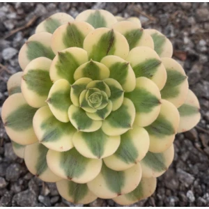 GREEN MEDUSA M10