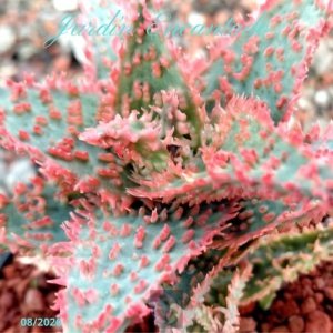 ALOE SERIE 1-39