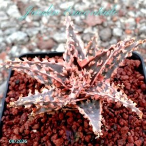 ALOE SERIE 2- 24