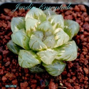 OBTUSA OM VARIEGADA