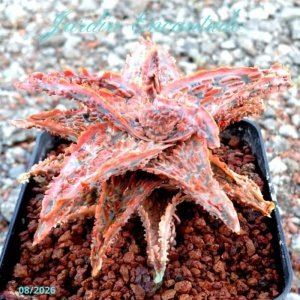 ALOE SERIE 1-41