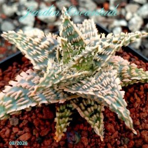 ALOE SERIE 1- 37