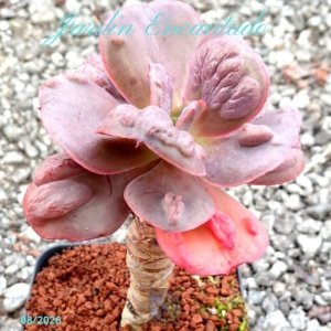 LILAC FROST HYBRID S04- 1A