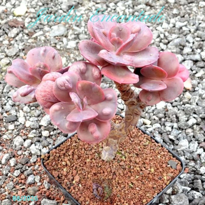 1C