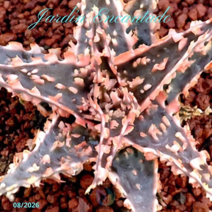 ALOE SERIE 2- 24 - Image 3