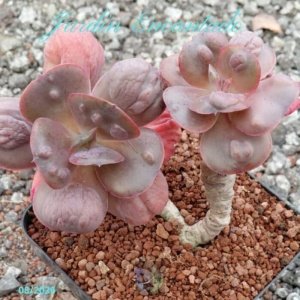 LILA FROST HYBRID S04- 3B