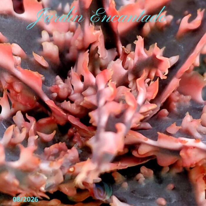 ALOE SERIE 2- 24 - Image 4