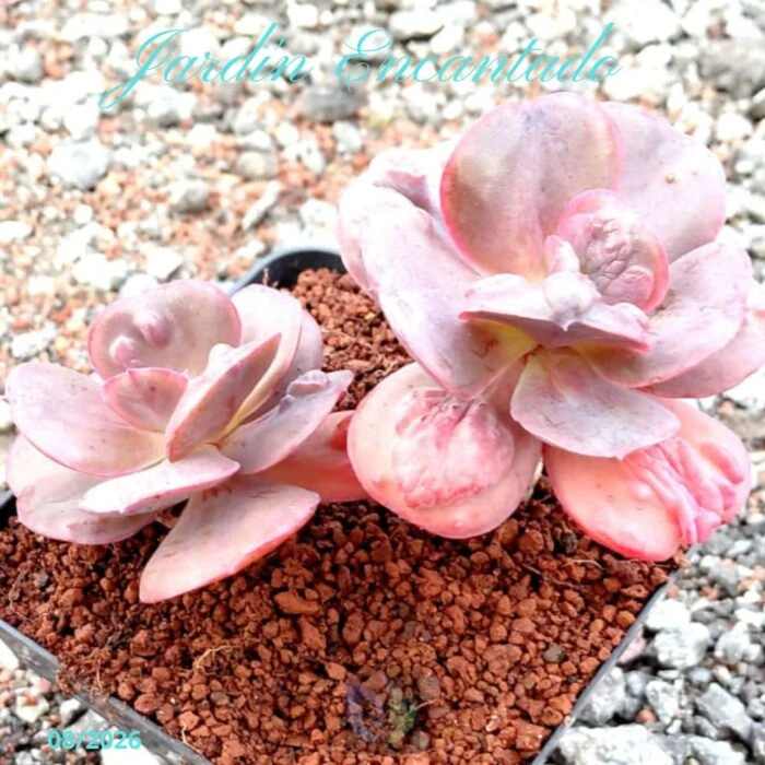 5B