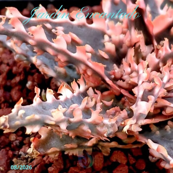 ALOE SERIE 2- 24 - Image 6