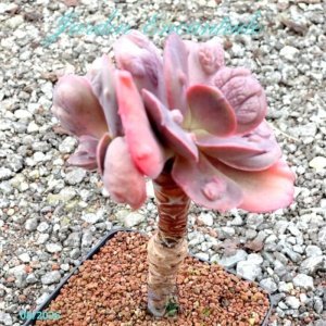 LILAC FROST HYBRID S04- 6B