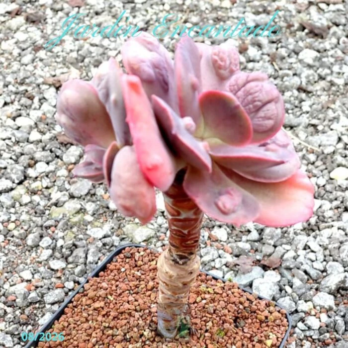 6B