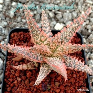 ALOE SERIE 1- 43