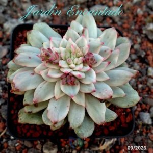 GREEN APPLE VARIEGADA