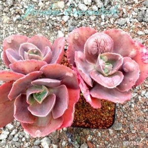 VIOLET WING F2- 3H-