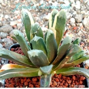 MAUGHANII SHIROTAE X UDO - G -