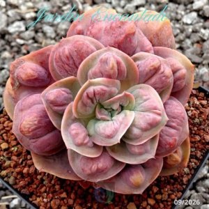 ROSEDROPLET