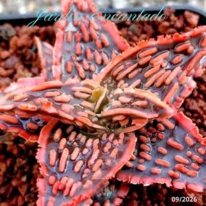 ALOE 168