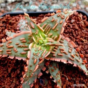 ALOE SERIE 1- 48