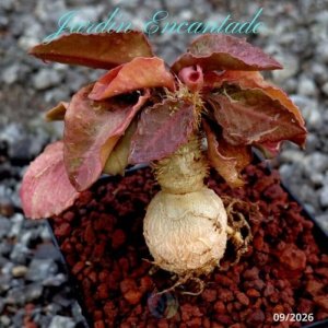 FRANCOISII HYBRID - N94 -