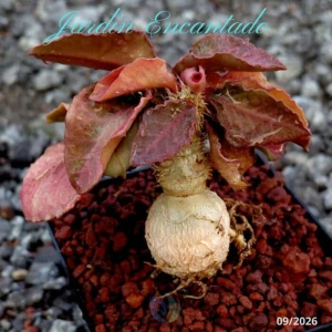 FRANCOISII HYBRID - N94 -