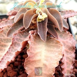 FRANCOISII HYBRID- N95-