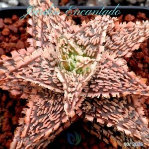 ALOE SERIE 1- 49